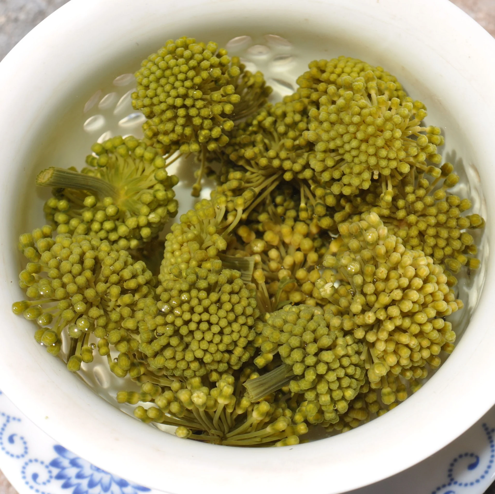 Panax Noto Ginseng Flower * San Qi Hua€8.50Flower and Herbal TeamySiteTEAWAVYTEAWAVY