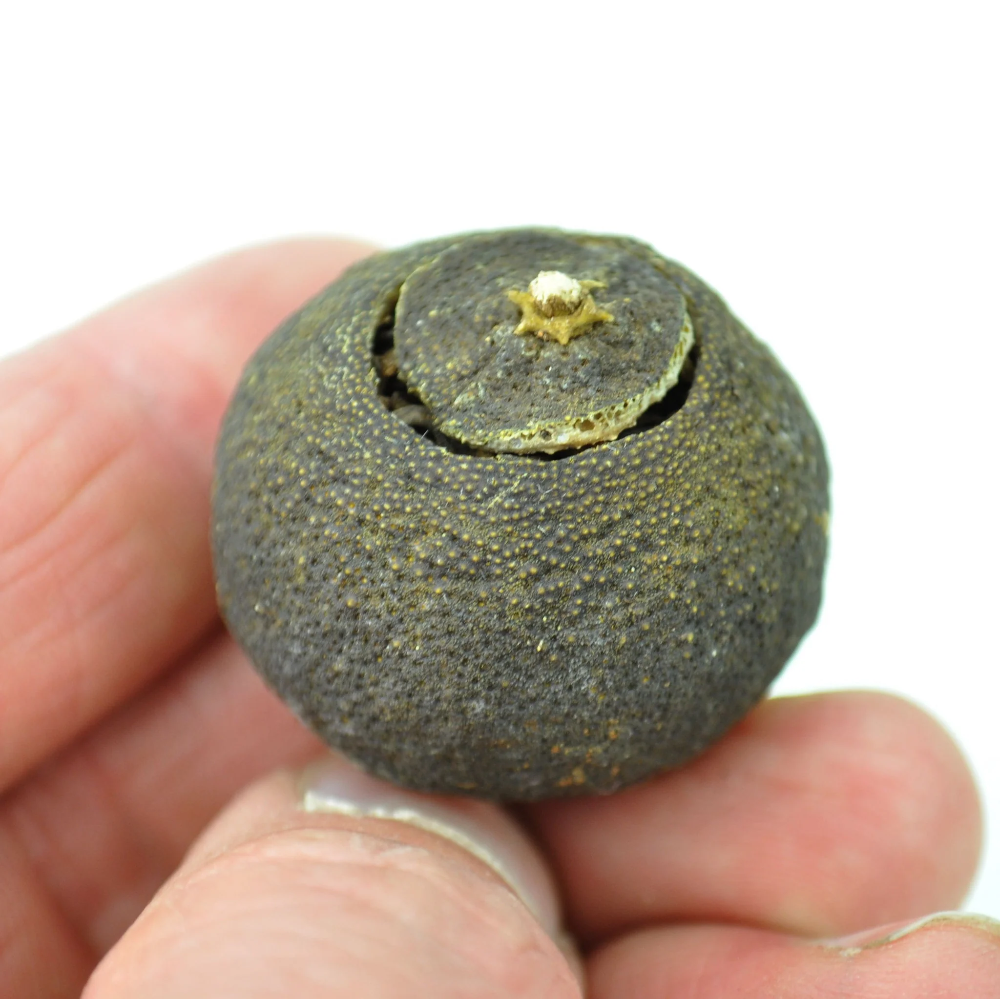 Gong Ting Ripe Pu-erh Tea Cured in King Orange€10.00Ripe Pu-erh TeamySiteTEAWAVYTEAWAVY
